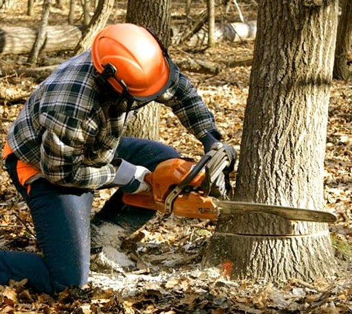 Tree Removal in Big Rock, VA